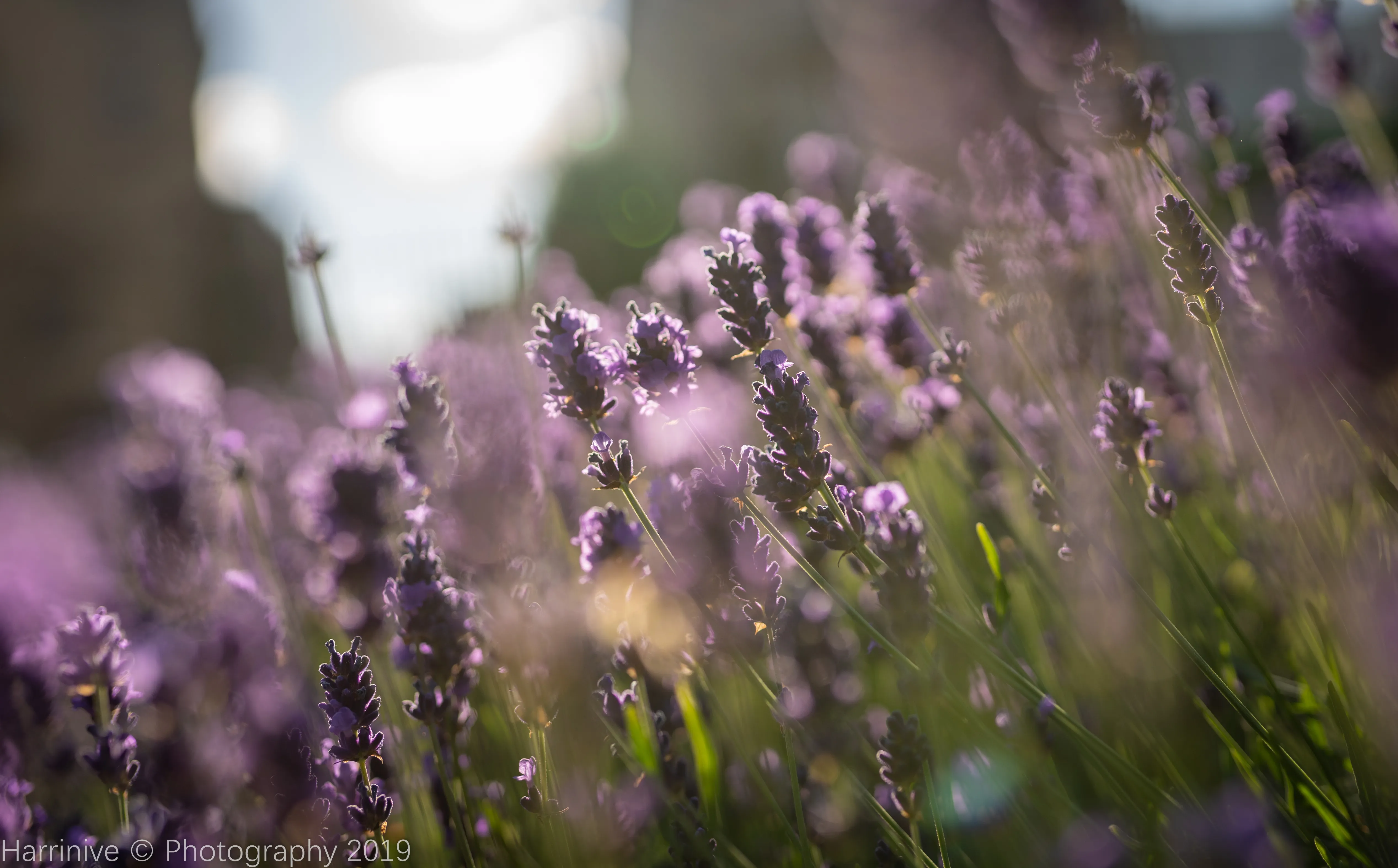 The Lavender Garden